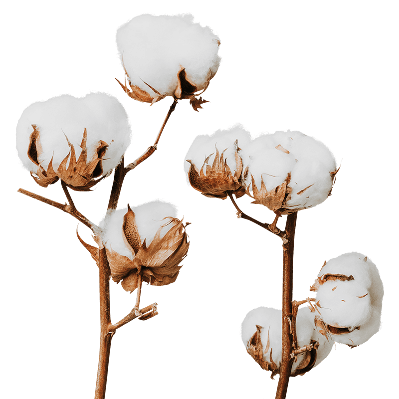 cotton boll